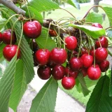 Čerešňa KARINA - Čerešňa KARINA