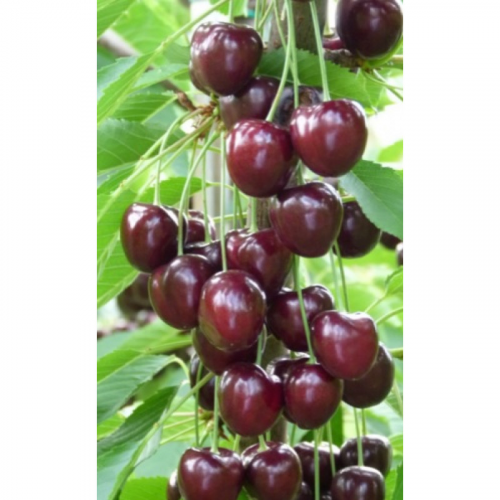 Čerešňa KORDIA srdcovka