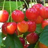 Čerešňa NAPOLEON kont 10 / polkmeň - Čerešňa NAPOLEON kont 10 / polkmeň