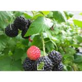 Černica BLACK JEWEL / FLORMAX kont - Černica BLACK JEWEL / FLORMAX