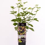 Černica NAVAHO kont 2 / 30-40 - Černica NAVAHO