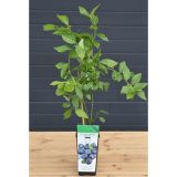 Čučoriedka VACCINIUM CORYMBOSUM BLUECROP kont 2 / 30-40 - Čučoriedka VACCINIUM CORYMBOSUM BLUECROP