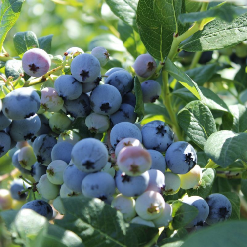 Čučoriedka VACCINIUM CORYMBOSUM BRIGITTA BLUE