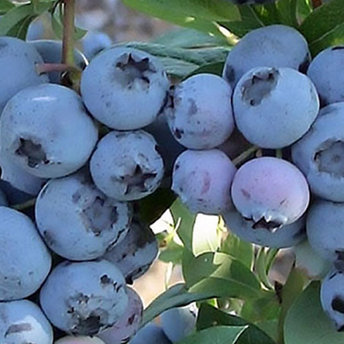 Čučoriedka VACCINIUM CORYMBOSUM SPARTAN / FLORMAX kont