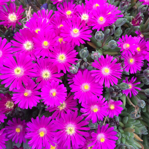 DELOSPERMA (druhy) kont P9