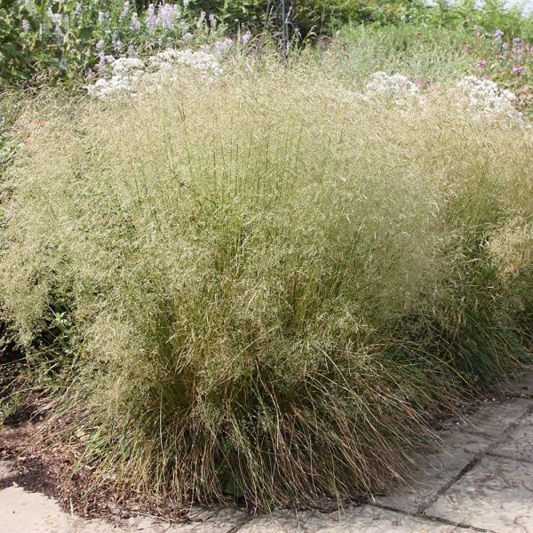 Deschampsia (Druhy) Kont P9 - Metlica Trsnatá