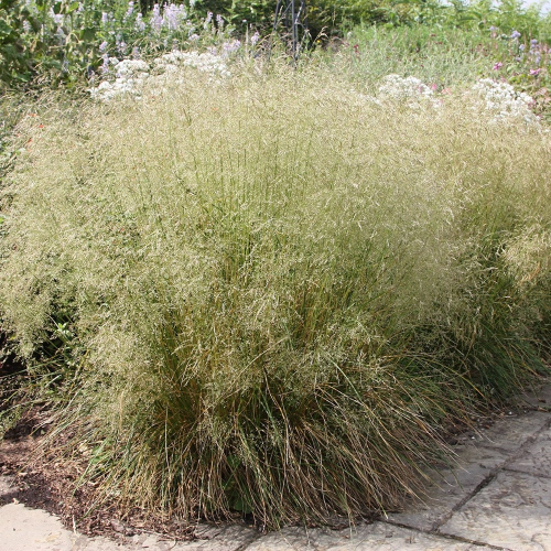 DESCHAMPSIA (druhy) kont P9