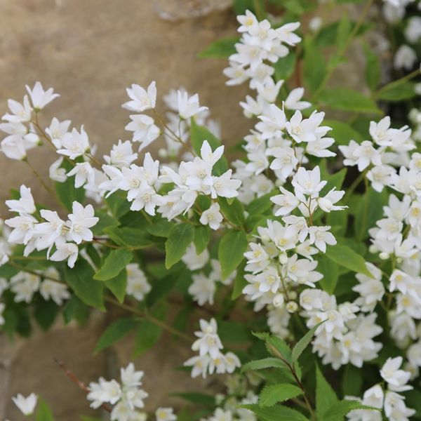 Deutzia Gracilis Nikko - Trojpuk Nežný Nikko