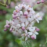 DEUTZIA HYBRIDA MONT ROSE - Trojpuk HYBRIDA MONT ROSE