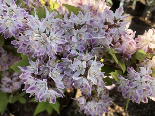 Deutzia Hybrida Raspberry Sundae Kont 5/ 50-60 - Trojpuk Hybrida Raspberry Sundae