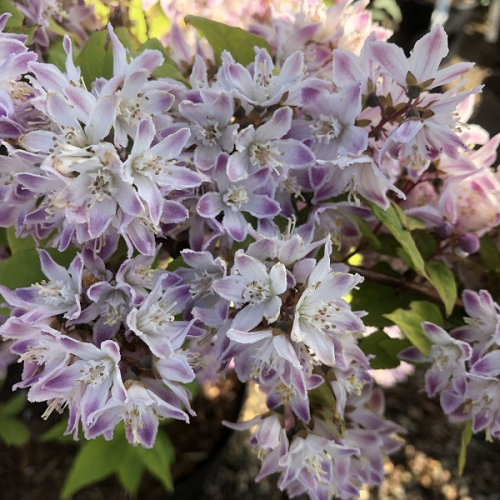 DEUTZIA HYBRIDA RASPBERRY SUNDAE kont 5/ 50-60