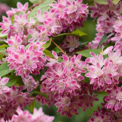 DEUTZIA HYBRIDA STRAWBERRY FIELDS kont 5 / 40-50