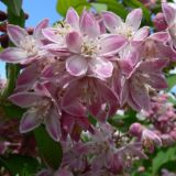 DEUTZIA HYBRIDA TOURBILLON ROUGE kont 5/ 50-60 - Trojpuk HYBRIDA TOURBILLON ROUGE