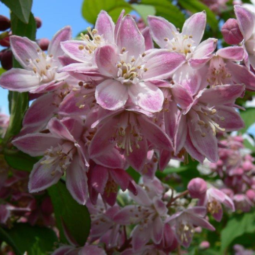 DEUTZIA HYBRIDA TOURBILLON ROUGE kont 5/ 50-60