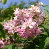 DEUTZIA ROSEA - Trojpuk ROSEA