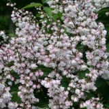 DEUTZIA SCABRA PLENA kont - Trojpuk SCABRA PLENA
