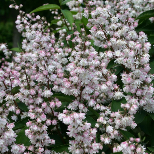 DEUTZIA SCABRA PLENA kont