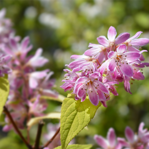 DEUTZIA STRAWBERRY FIELDS kont 2 / 30-40