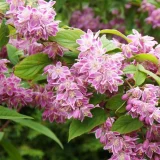 DEUTZIA TOURBILLON ROUGE kont 5 / 80-100 - Trojpuk TOURBILLON ROUGE