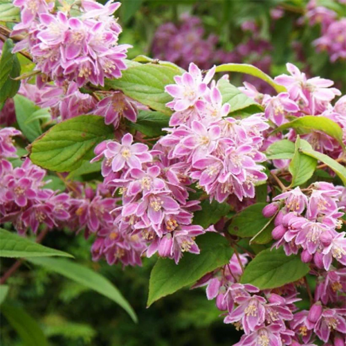 DEUTZIA TOURBILLON ROUGE kont 5 / 80-100