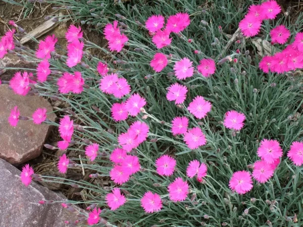 Dianthus (Druhy) - Badénia