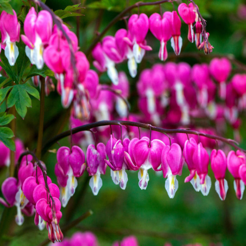 DICENTRA SPECTABILIS kont 2