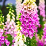 DIGITALIS (druhy) - Náprstník