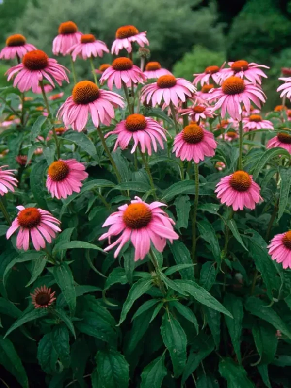 Echinacea ® (Druhy) - Echinacea