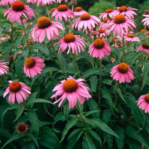 ECHINACEA ® (druhy)