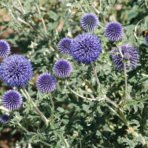 ECHINOPS (druhy) kont P9