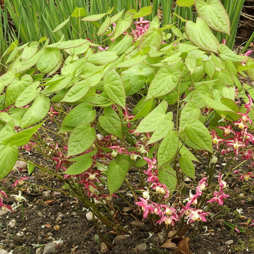 EPIMEDIUM (druhy) kont P12