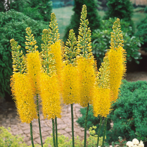 EREMURUS (druhy) kont 2