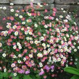 ERIGERON (druhy) kont P9 - Turica