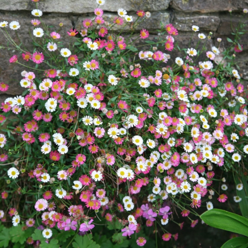 ERIGERON (druhy) kont P9