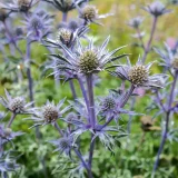 ERYNGIUM (druhy) kont - Máčka