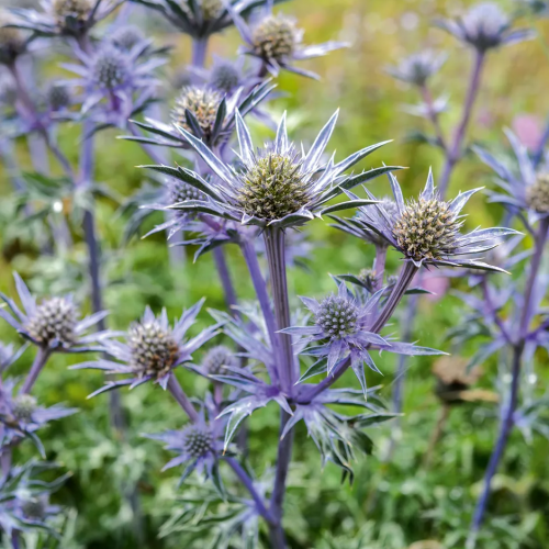 ERYNGIUM (druhy) kont