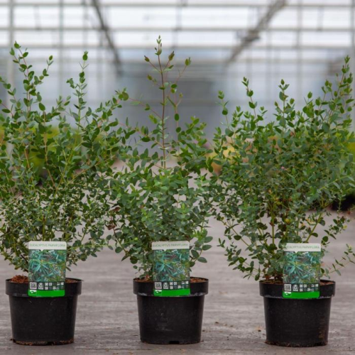 EUCALYPTUS PARVIFOLIA kont 3 / 100-150