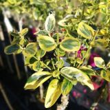 EUONYMUS FORTUNEI ARGENTEOMARGINATUS kont / kmeň 60 - Brešlen FORTUNEOV ARGENTEOMARGINATUS