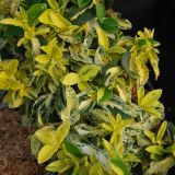 EUONYMUS FORTUNEI GOLDEN HARLEQUIN kont 2 / 25-30 - Bršlen FORTUNEOV  GOLDEN HARLEQUIN