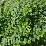 EUONYMUS FORTUNEI MINIMUS - Bršlen FORTUNEOV MINIMUS