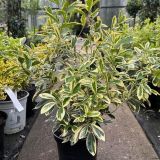 EUONYMUS JAPONICUS BRAVO - Bršlen JAPONSKÝ BRANO