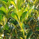 EUONYMUS JAPONICUS LIVORNESE kont 9 - Bršlen JAPONSKÝ LIVORNESE