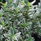 EUONYMUS JAPONICUS MICR. ALBOVARIEGATUS kont 2