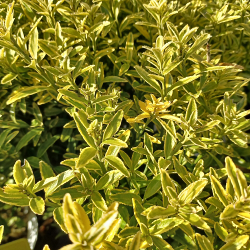 EUONYMUS JAPONICUS PULCH. AUREOVARIEGATUS