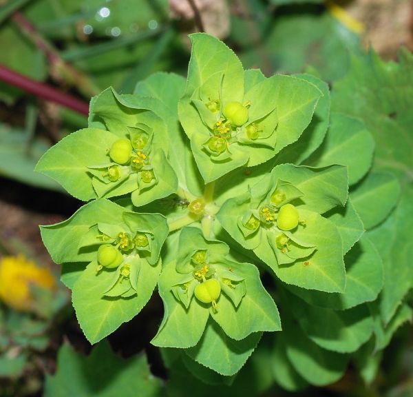 Euphorbia (Druhy) Kont - Mliečnik