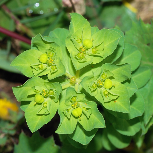 EUPHORBIA (druhy) kont