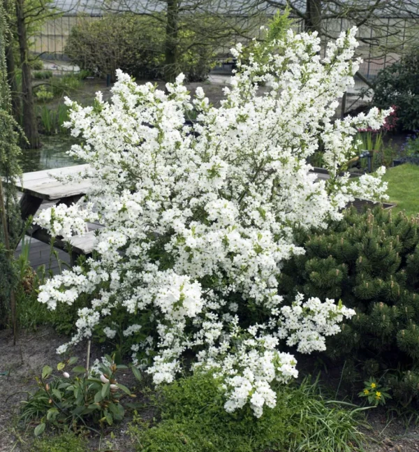 Exochorda Racem. Niagara Kont 5 / 30-40 - Hroznovec Hroznovitá Niagara