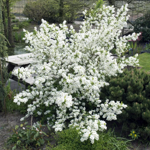 EXOCHORDA RACEM. NIAGARA kont 5 / 30-40