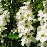 EXOCHORDA KOROLKOWI kont 3 / 60-70 - Hroznovec KOROLKOWI