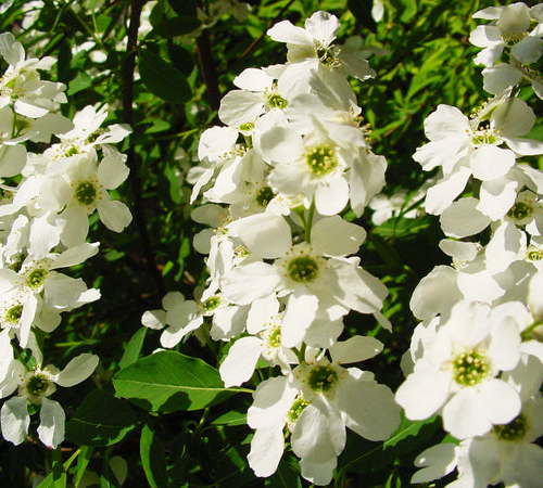 EXOCHORDA (druhy) kont 3 / 60-70